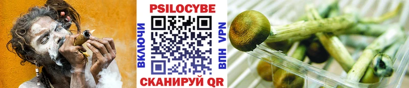 где купить   Тихорецк  Псилоцибиновые грибы Cubensis 